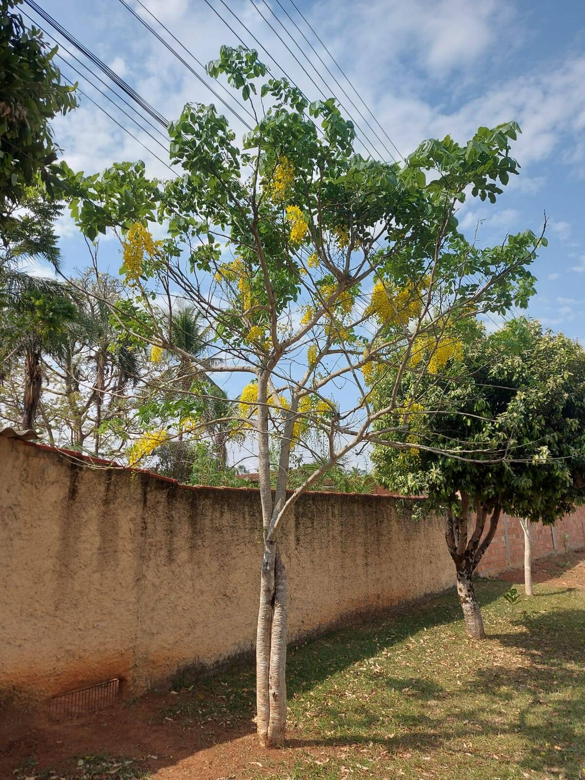Casa à venda com 3 quartos, 3920m² - Foto 8